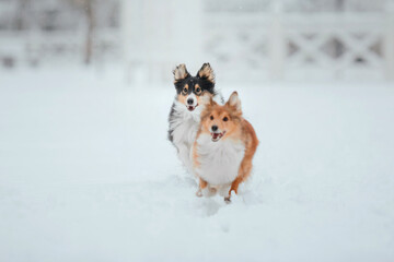 Two Shetland Sheepdogs in the Winter Park
