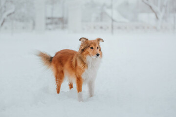 Shetland Sheepdog running in winter. Snowing days. Active dog