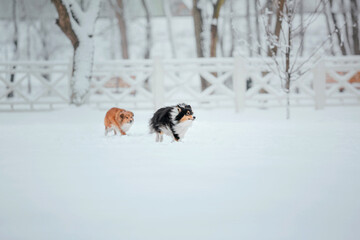 Shetland Sheepdog running in winter. Snowing days. Active dog