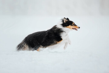 Shetland Sheepdog running in winter. Snowing days. Active dog