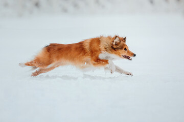 Shetland Sheepdog running in winter. Snowing days. Active dog