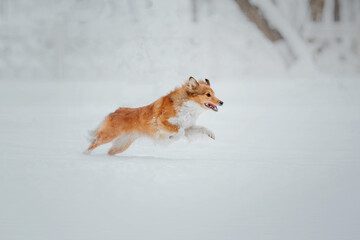 Shetland Sheepdog running in winter. Snowing days. Active dog