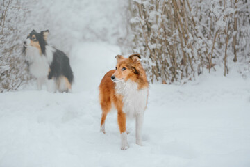 Shetland Sheepdog running in winter. Snowing days. Active dog