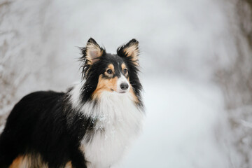 Shetland Sheepdog running in winter. Snowing days. Active dog