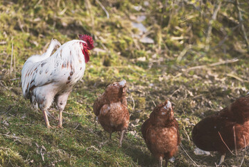 The rooster looks down at the hens, which graze in the garden. The rooster is white with spotted spots and the hens are brown. The rooster appears to be ready for mating.