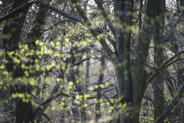 Photo of the forest. View of the trees, which begin to wake up in the spring and slowly turn green. It is a sunny day and the rays fall on part of the branches.