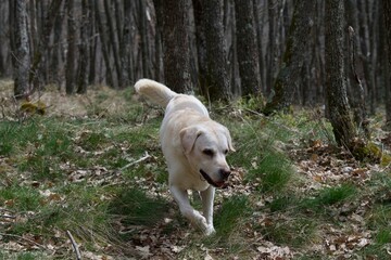 Beautiful golden retriever labrador walking in a french forest at spring