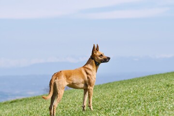 Fototapeta na wymiar Beautiful malinois shepherd dog looking away on a field with a beautiful landscape of the french alps in the background