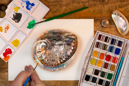 Watercolor Painting of a seashell with mother of pearl.