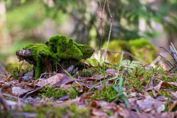 an old stump overgrown with moss in a spring forest is an empty place for an inscription