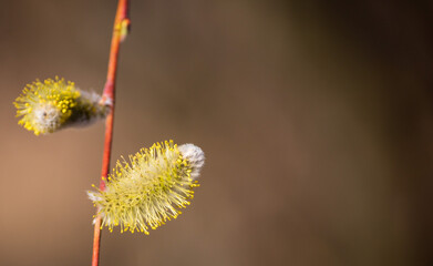 willow flowers in spring fluffy yellow empty space for the inscription
