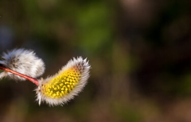 willow flower in spring fluffy yellow empty space for the inscription