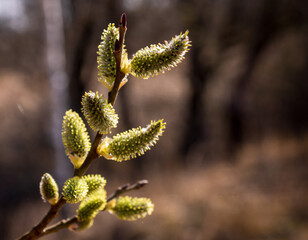 willow flowers in spring fluffy yellow empty space for the inscription