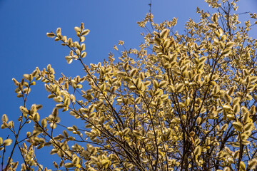 willow flowers in spring fluffy yellow empty space for the inscription