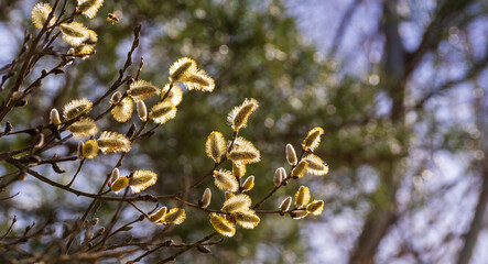 willow flowers in spring fluffy yellow empty space for the inscription