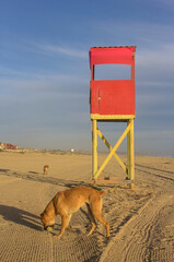 caseta de guardacostas o salvavidas en la playa junto con perro
