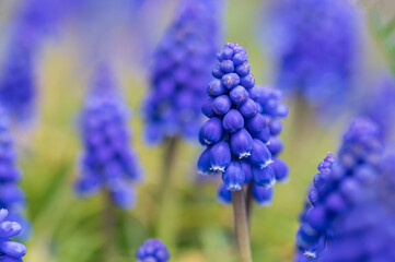 ムスカリ　ブドウヒアシンス