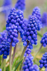 ムスカリ　ブドウヒアシンス