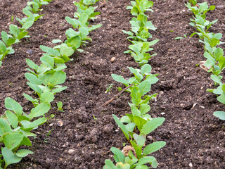 Rows of shoots of vegetable crops. Green shoots of radish in the open ground. Home vegetable growing or gardening. Cultivation of radish, daikon and other vegetable root crops