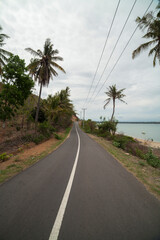 a straight path with coconut trees Lombok Indonesia