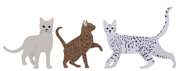 cats flat design, isolated, vector