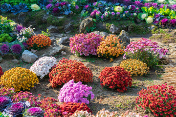 White, yellow, orange, and pink chrysanthemums from the Botanic Garden Iasi, Romania