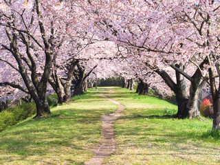 桜のトンネル