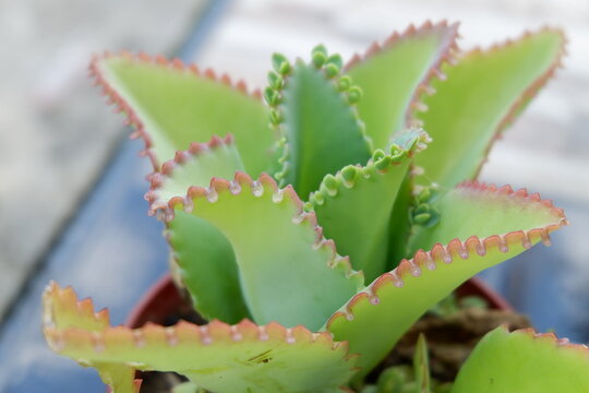 Kalanchoe Pinnata Succulent with Baby Plantlets on Leaf Edges in Pot