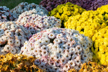 White and yellow chrysanthemums from the Botanic Garden Iasi, Romania