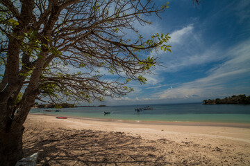 trees in the pink beach,Lombok Indonesia