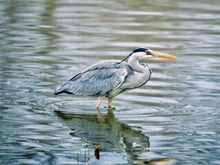 great blue heron