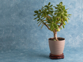 indoor plant in a pot on a blue background.