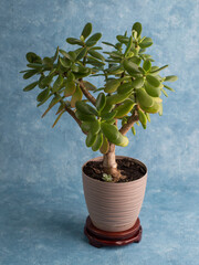 indoor plant in a pot on a blue background.