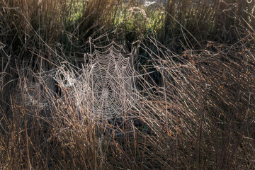 Cobweb