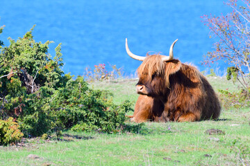 Highland Cattle auf einer Weide