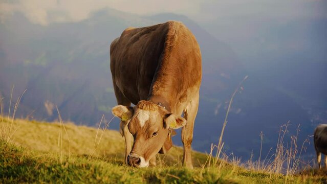 swiss cow eating grass with mountains in the background