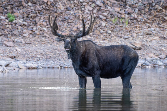 Moose in the Colorado Rocky Mountains. Bull Moose feeding in a mountain lake.