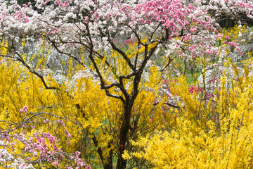 満開の枝垂れ桃の花とレンギョウ