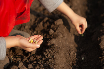 boy, child holds pea seeds in his hands and plants them in the ground of the earth. sowing. close-up of hands with seeds.