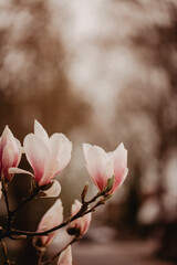 Frühling, Liebe - blühende Magnolien  