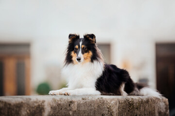 Little dog in the city. Travel with your pet. Shetland sheepdog. Dog on the background of architecture. Old city