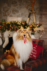Cute dog with reindeer antlers sitting on background of Christmas tree
