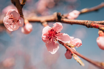 blooming peach trees