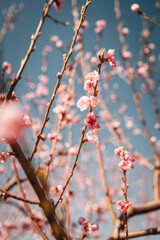 blooming peach trees