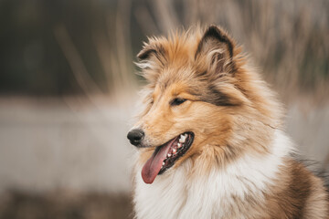Portrait Collie Langhaar Junghund sable white mit halb aufgestellten Ohren