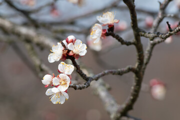 Apricot twig with new flower in spring during sunny day in close up, new life in spring
