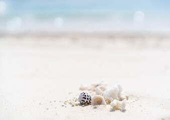 Minimalistic background with seashells and seascape. Copy space