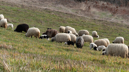 Flock of sheep with lambs grazing grass on hillside in spring, domestic animals in pasture with offspring