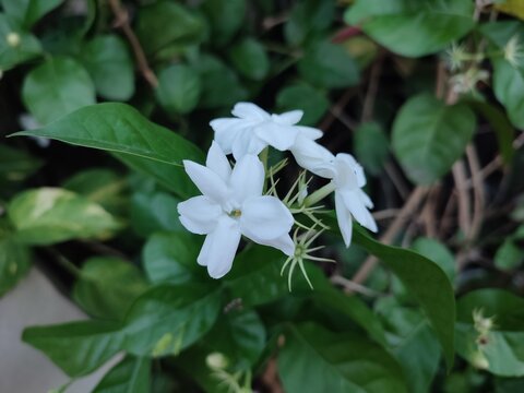 White jasmine flowering plant with the scientific name Jasminum sambac