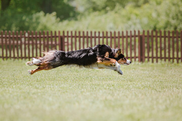 Obraz na płótnie Canvas Border collie dog catches a flying disc. Dog sport. Active dog. Dog competition